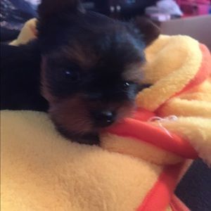 Meet your Posh Ambassador 🎉🤩